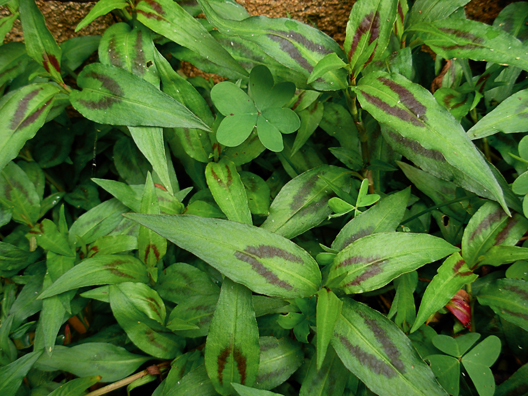 Polygonum odoratum